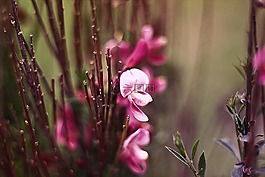 花,盛開,花瓣