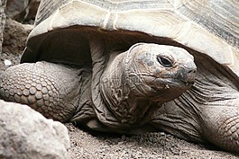 龜,動(dòng)物園,動(dòng)物