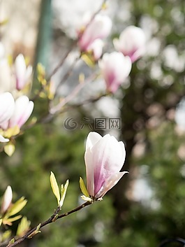 花,自然,植物區(qū)系