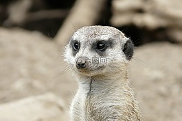 獴,動(dòng)物園,動(dòng)物