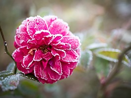 自然,花,植物區(qū)系