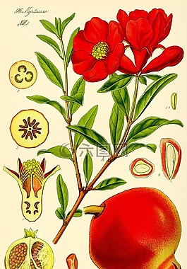 石榴,水果,繪圖