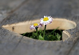心,鮮花,雛菊