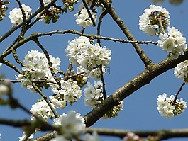 櫻花,春天,開花