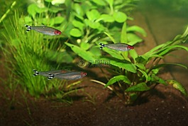 roodneuszalm,鱼,水族馆
