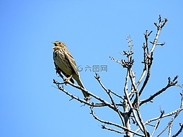 鳥(niǎo),麻雀,樹(shù)