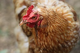 雞,家禽,鳥