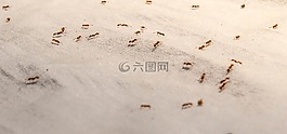 昆蟲,螞蟻,布