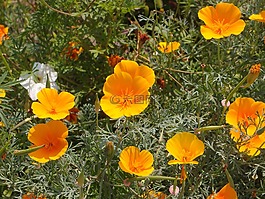 鮮花,花園里的花,花床