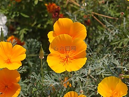 鮮花,花園里的花,花床