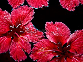 紅色花,浮動(dòng),水