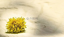 花,黃色,花瓣