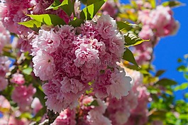 鮮花,粉色,性質(zhì)