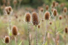 teazel,植物,teasel