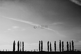黑色和白色,樹(shù),景觀