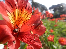 花,蜜蜂,鮮花