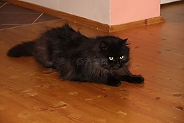 貓,黑色,動物