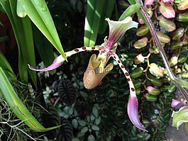 蘭花,花,植物區(qū)系