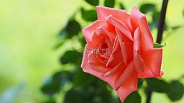 玫瑰,夏天,花