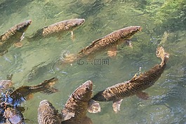 鯉魚,魚,湖