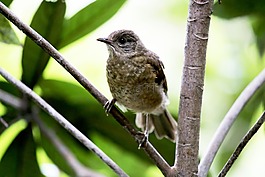 帕吉,鳥,熱帶