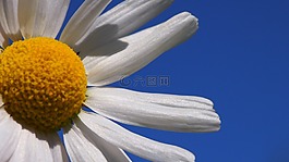 雏菊,花,草甸植物