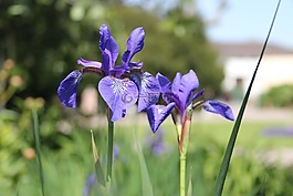 虹膜,鲜花,蓝色