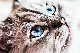 猫,西伯利亚森林猫,蓝色的眼睛