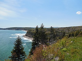 岸,海洋,樹