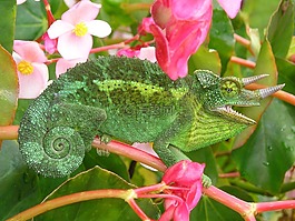 變色龍,三個角的變色龍,chamaeleo jacksonii
