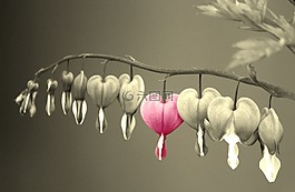 流血的心,鮮花,花