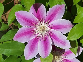 鐵線蓮,花,盛開