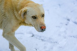 狗,雪,白