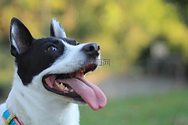 狗,克里奧爾語,犬