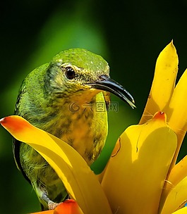 鸟,honeycreeper,关闭