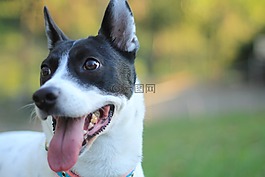 狗,克里奧爾語,犬