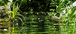 性質(zhì),水,過(guò)獨(dú)身生活