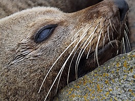 密封,海灘,野生動物