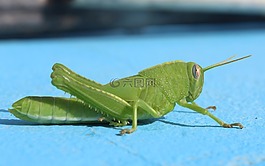 性質,昆蟲,側視圖