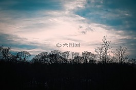 樹木,冬天,森林