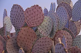 紫色,花椒梨,仙人掌