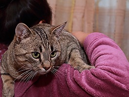 可爱,肖像,猫咪
