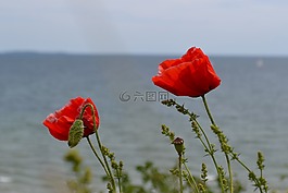 klatschmohn,夏季,紅色