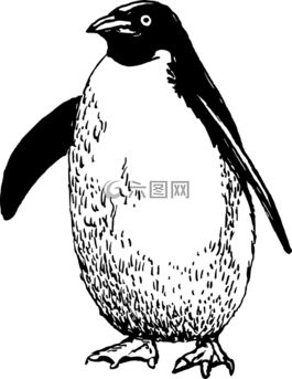 動物,南極,水