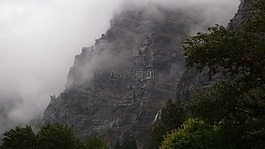 霧,冷,樹