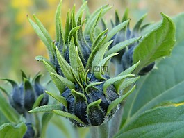 秋季,芽,薊
