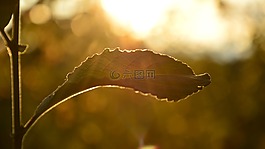 葉,太陽,性質(zhì)