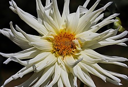 花,嬌琴紗,開花