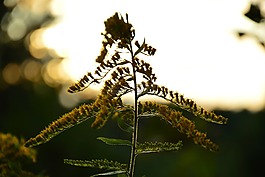 花,照明,性質(zhì)