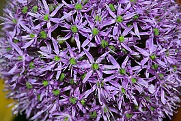 花,開花,紫